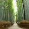Foresta-di-Bambu