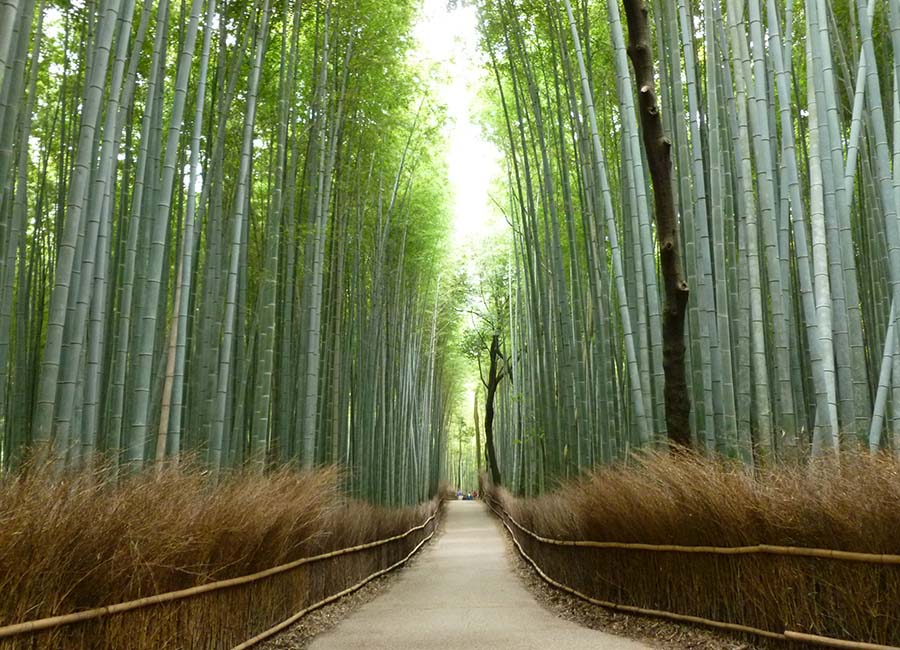 Foresta-di-Bambu