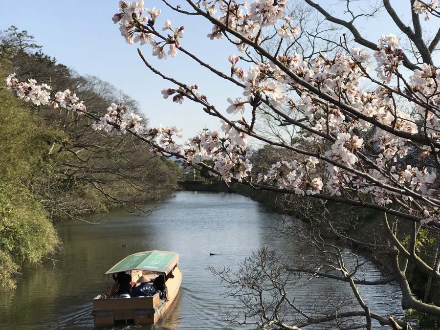 tour-voyager-sakura
