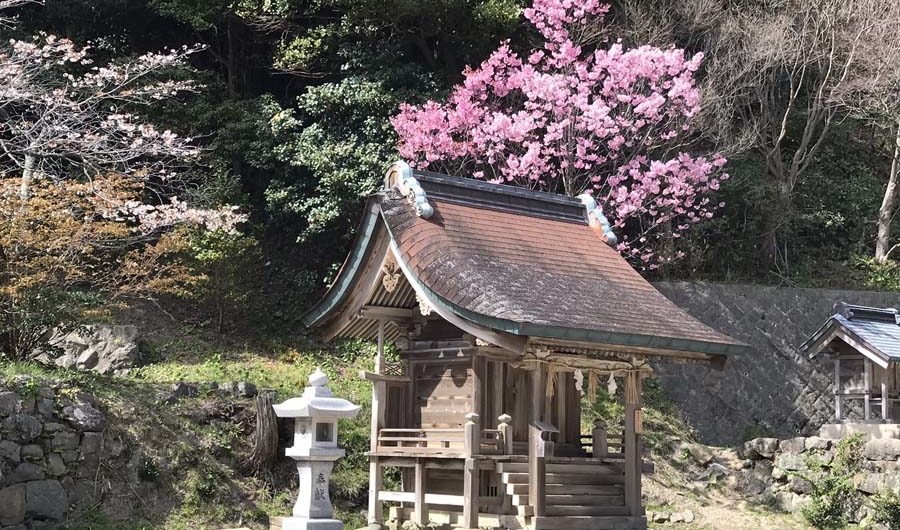 giappone-tour-hanami-fioritura-tempio