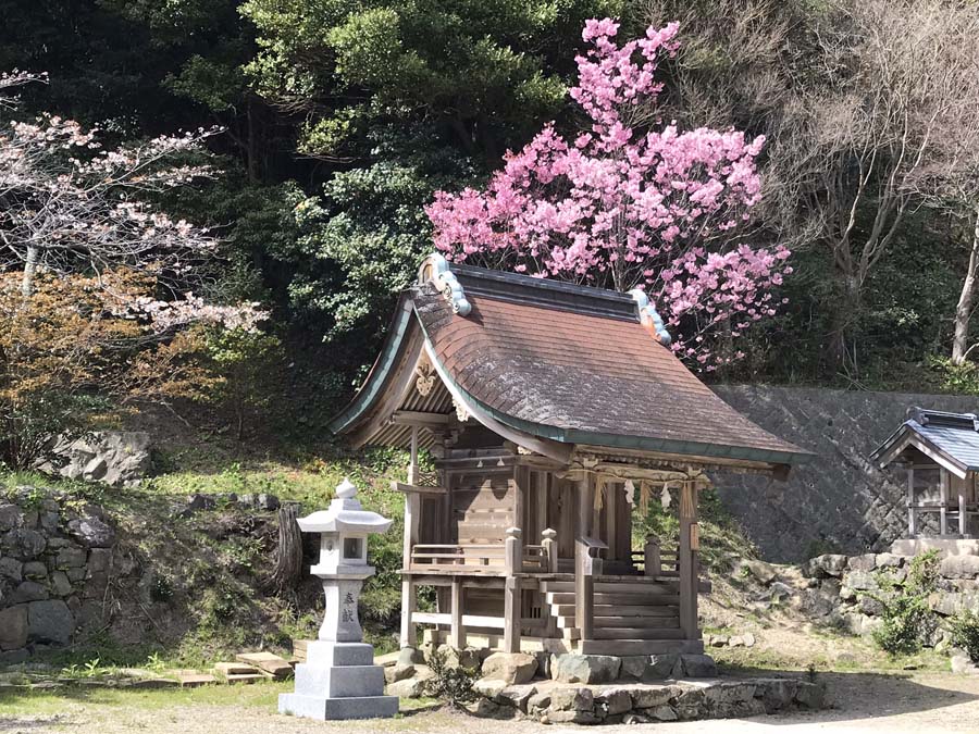 giappone-tour-hanami-fioritura-tempio
