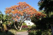 beachcomber-mauritius
