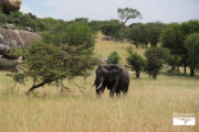 safari-in-tanzania