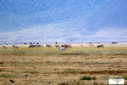 serengeti-safari-ngorongoro
