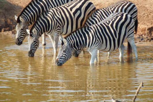 tour voyager south africa