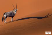 tour-safari-namibia