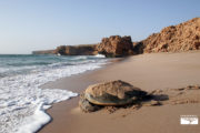 tour-oman