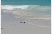 aruba-resort-nozze