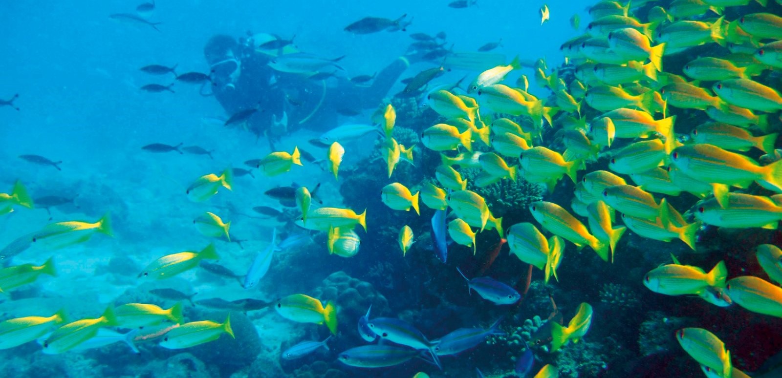 constance tsarabanjina constance tsarabanjina