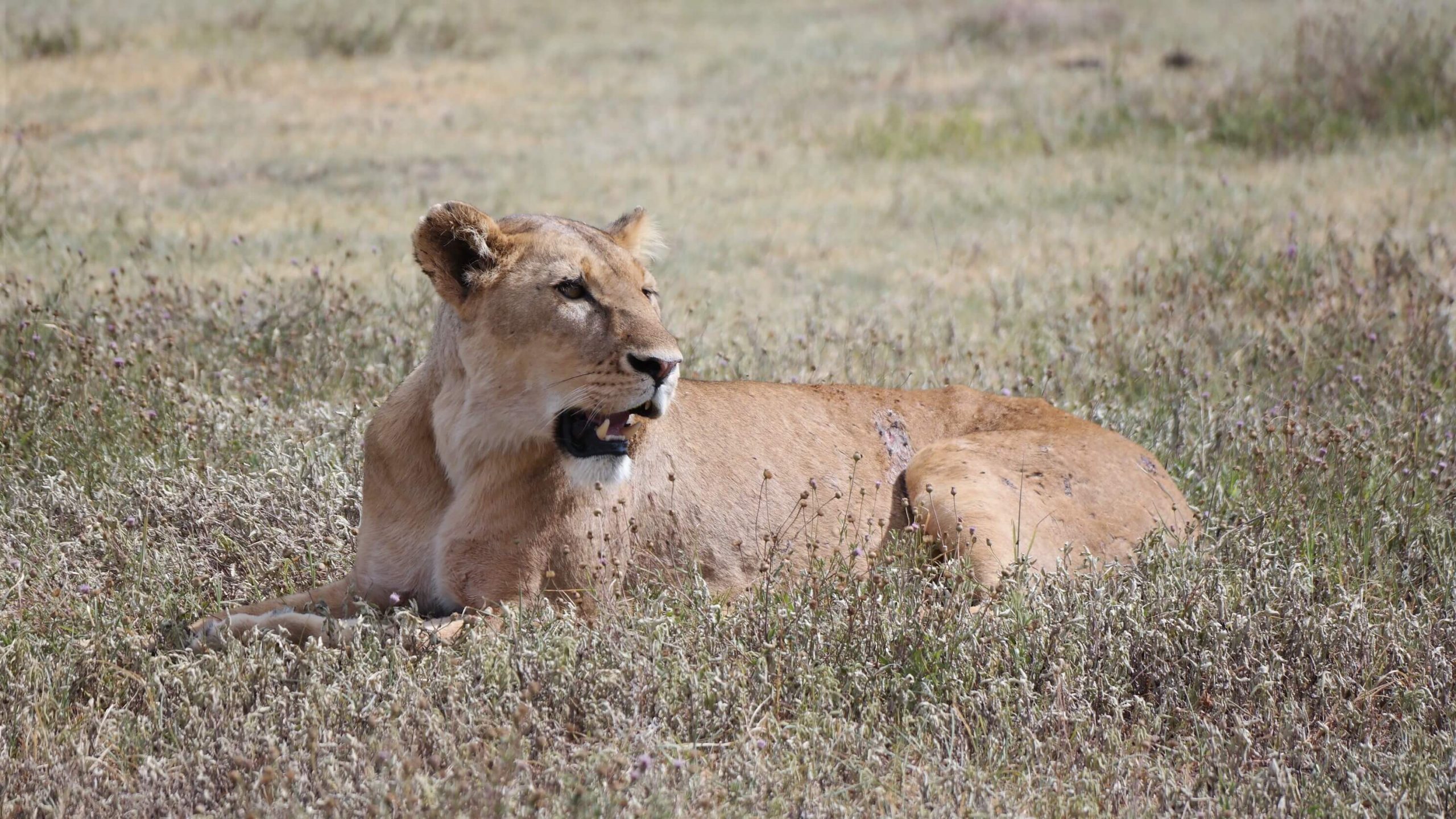 kenya-watamu-escursioni-safari