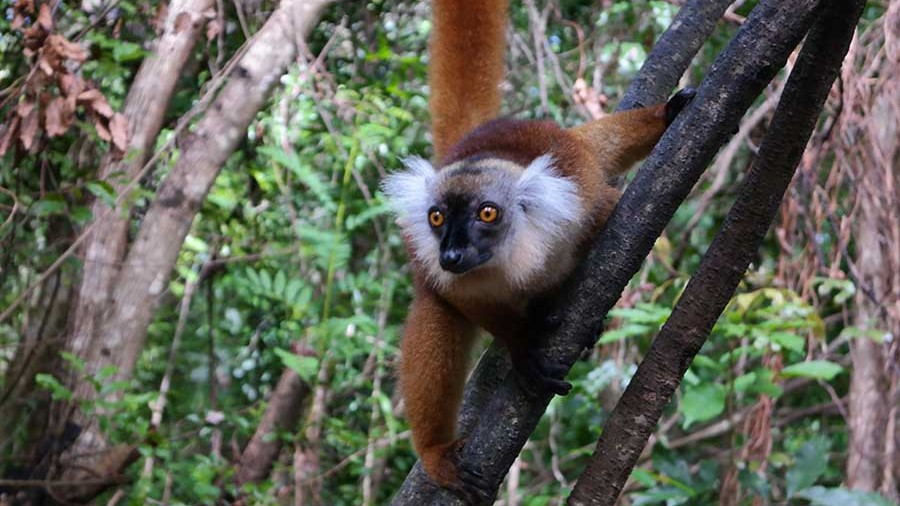 madagascar-nosy-be-andilana-escursioni