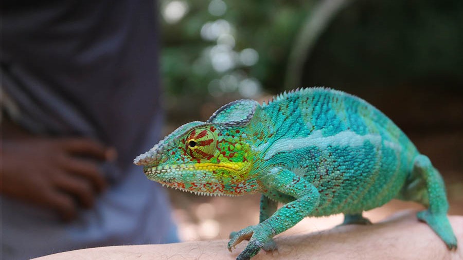 RISERVA INTEGRALE DI LOKOBE RISERVA INTEGRALE DI LOKOBE