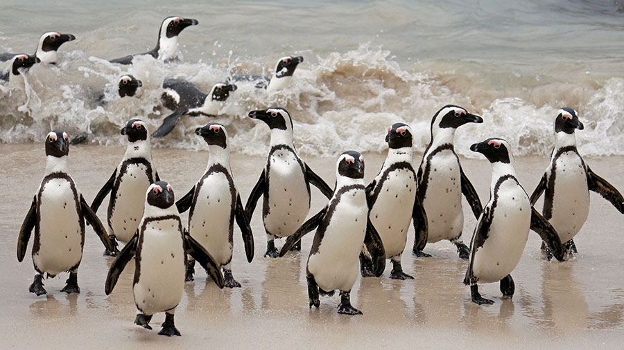 Escursioni-Città-del-Capo