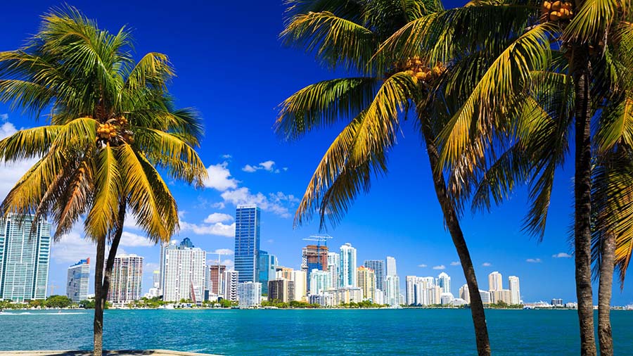 Palm trees and skyline of Miami escursioni-a-miami