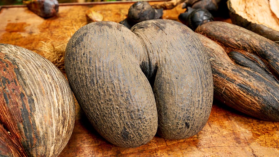 escursioni-seychelles-praslin