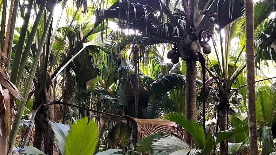 escursioni-seychelles-praslin