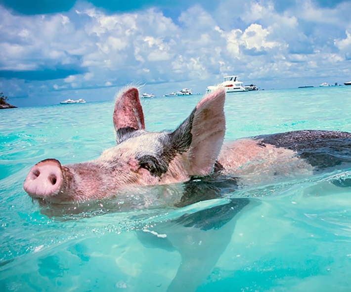 escursioni da nassau