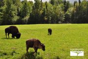 tour-voyager-canada
