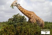 TOUR KENYA 2025 - Safari Amboseli Special & Tsavo Ovest - immagine 9