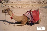 TOUR GIORDANIA 2025 - Tour Voyager Jordan - immagine 10