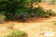 TOUR KENYA 2025 - Safari Amboseli Special & Tsavo Ovest - immagine 7
