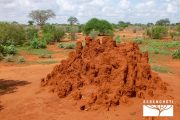 TOUR KENYA 2025 - Safari Amboseli Special & Tsavo Ovest - immagine 8