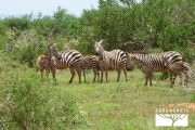 TOUR KENYA 2025 - Safari Amboseli Special & Tsavo Ovest - immagine 10