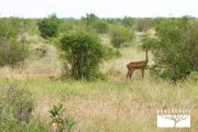 TOUR KENYA 2025 - Safari Amboseli Special & Tsavo Ovest - immagine 11