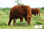 TOUR KENYA 2025 - Safari Amboseli Special & Tsavo Ovest - immagine 12