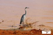 TOUR KENYA 2025 - Safari Amboseli Special & Tsavo Ovest - immagine 14