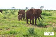 TOUR KENYA 2025 - Safari Amboseli Special & Tsavo Ovest - immagine 13