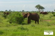 TOUR KENYA 2025 - Safari Amboseli Special & Tsavo Ovest - immagine 15
