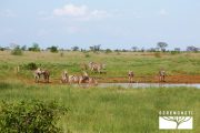 TOUR KENYA 2025 - Safari Amboseli Special & Tsavo Ovest - immagine 16