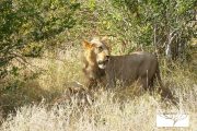 TOUR KENYA 2025 - Safari Amboseli Special & Tsavo Ovest - immagine 17