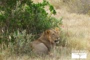 TOUR KENYA 2025 - Safari Amboseli Special & Tsavo Ovest - immagine 18