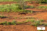 TOUR KENYA 2025 - Safari Amboseli Special & Tsavo Ovest - immagine 19