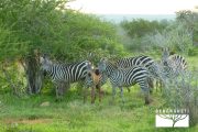TOUR KENYA 2025 - Safari Amboseli Special & Tsavo Ovest - immagine 21