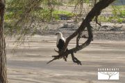 TOUR KENYA 2025 - Safari Amboseli Special & Tsavo Ovest - immagine 22