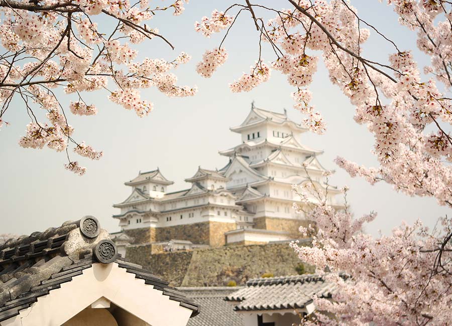 tour voyager sakura