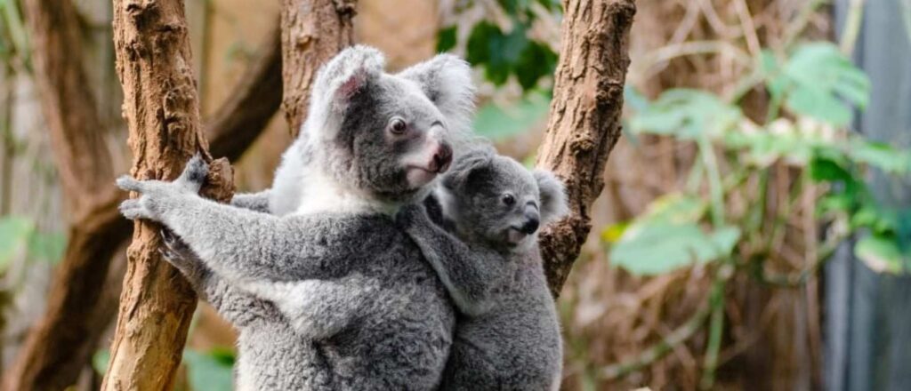 Koala