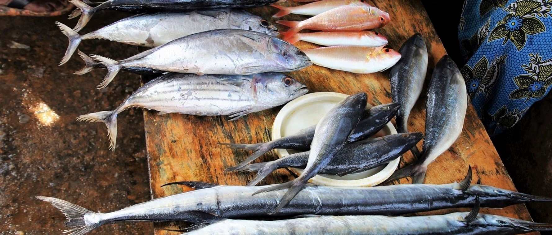 maldive pesca maldive pesca