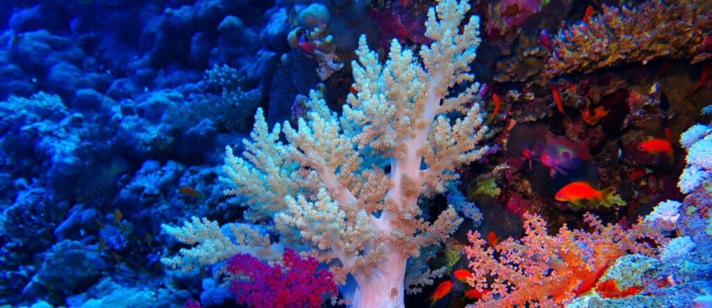 escursioni da sharm el sheikh