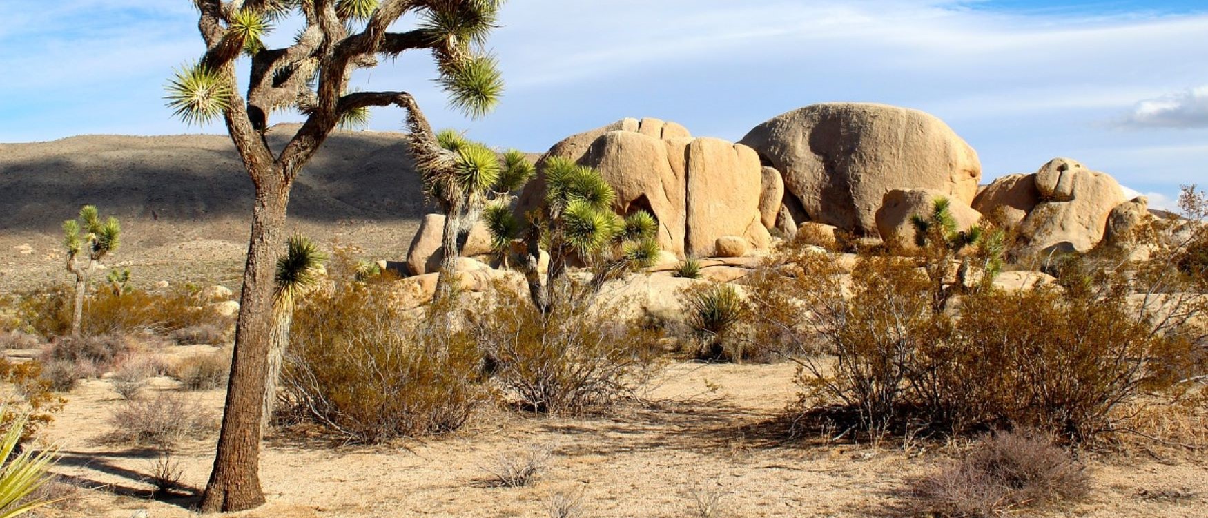 joshua-tree-national-park-