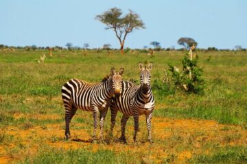 safari kenya