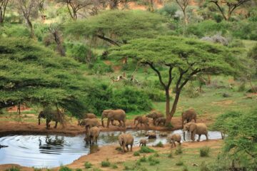 safari in kenya