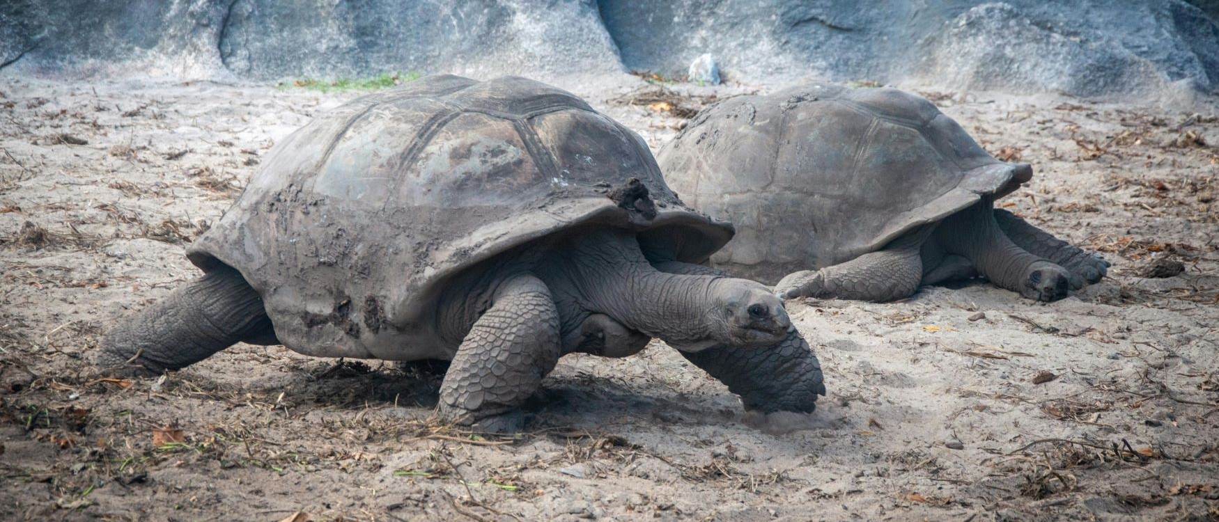 viaggio alle seychelles tartarughe giganti