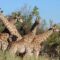 parco kruger sudafrica
