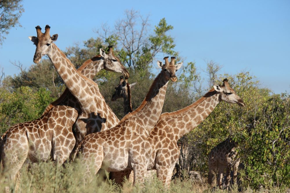 parco kruger sudafrica