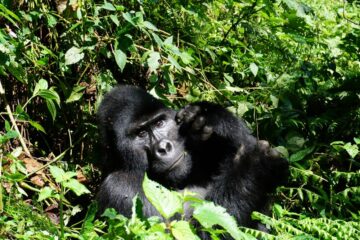 tour uganda