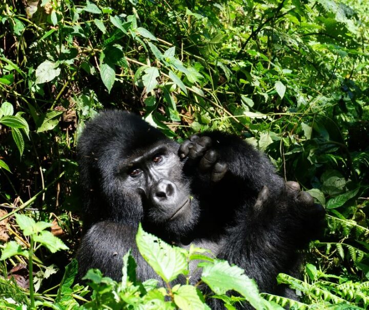tour uganda